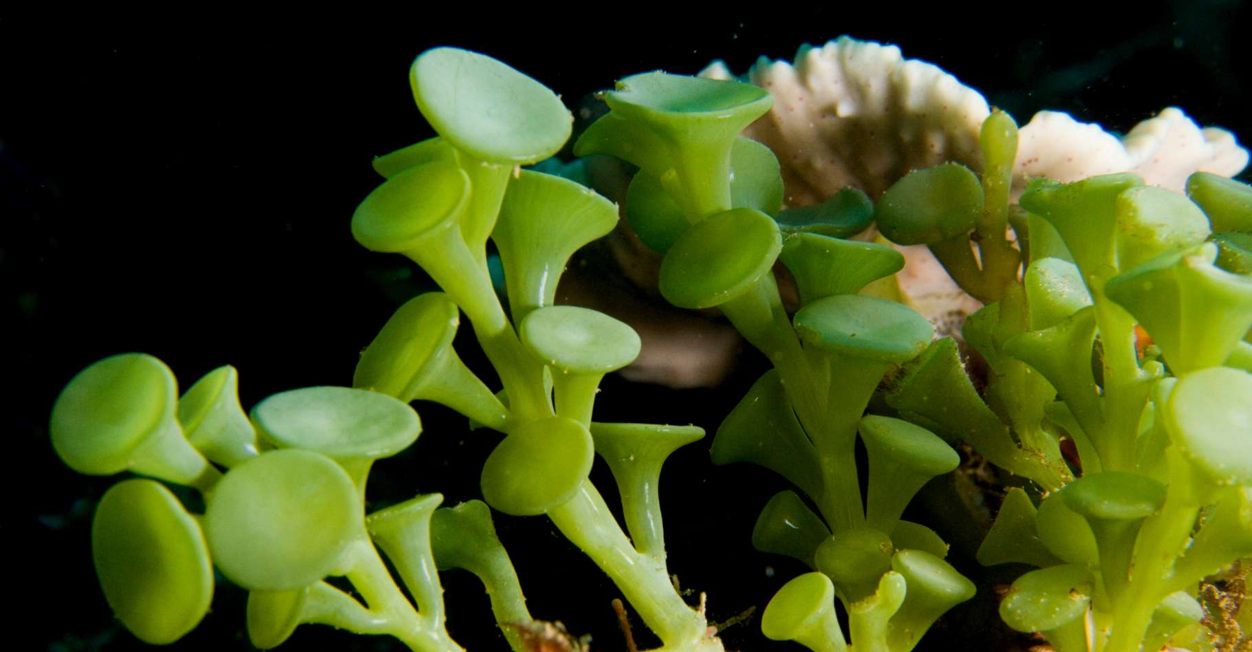 Маленькие водоросли. Каулерпа taxifolia водоросль. Самая маленькая водоросль в мире. Мелкие водоросли. Растения с корнями в воде.