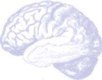Un rapport d'experts en neurosciences sur le cerveau et les toxicomanies