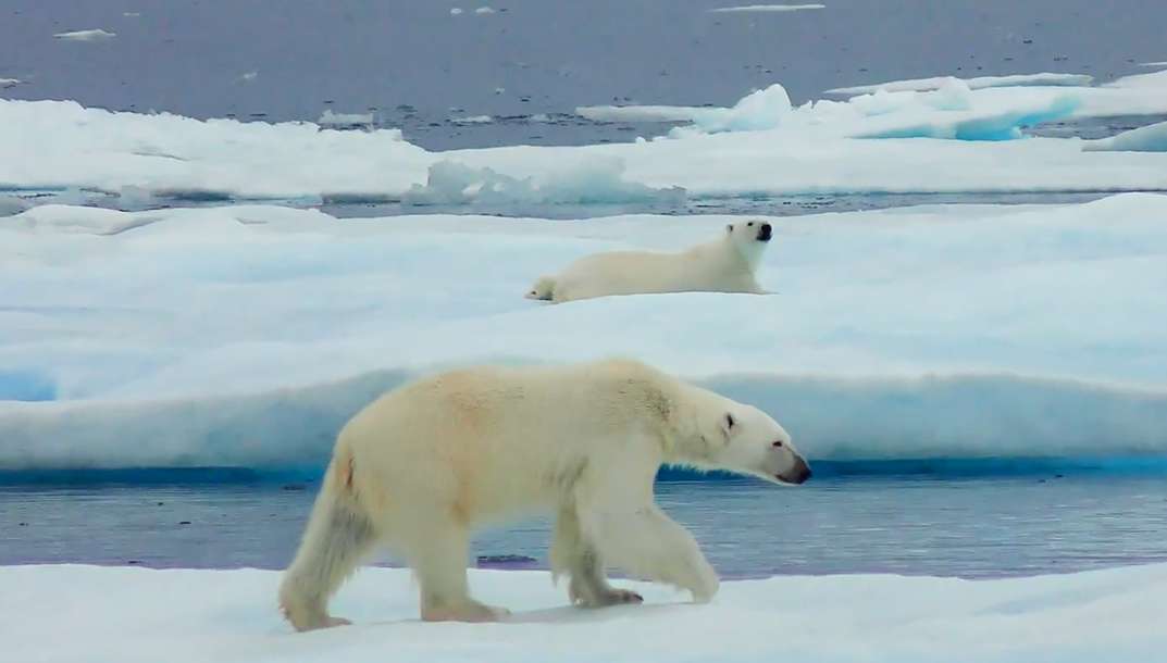 Une ourse polaire et son petit filmés du ciel par Florian Ledoux