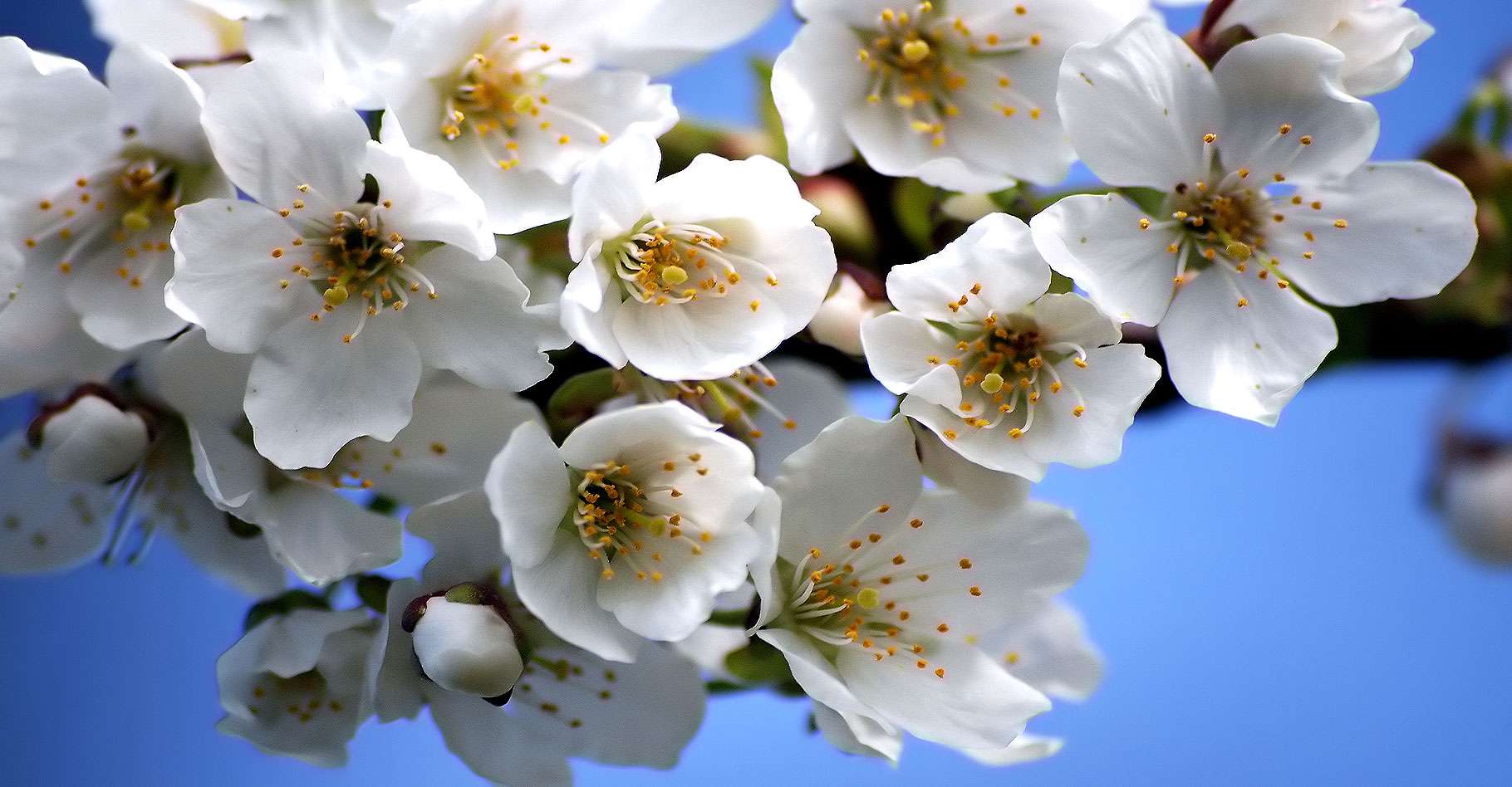 Définition | Merisier - Prunus avium - Cerisier sauvage - Guignier sauvage