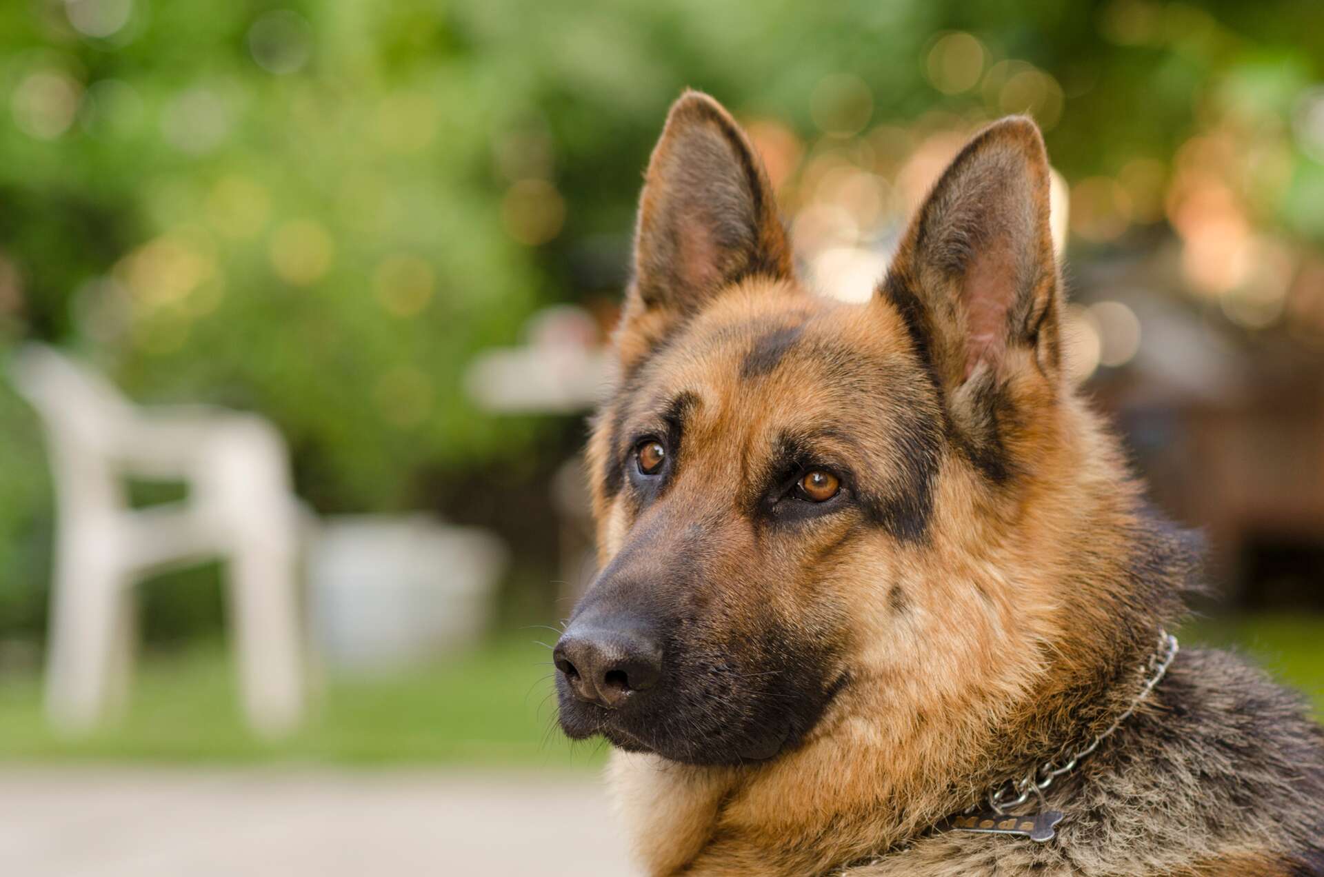 Les chiens voient en noir et blanc vrai ou faux