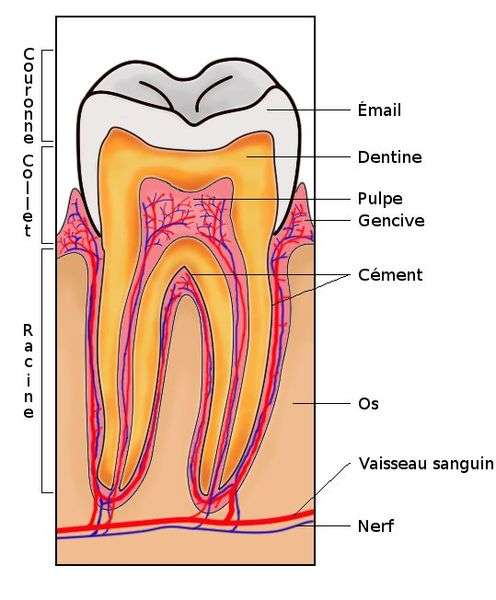 Ce schéma explique les différentes parties de la dent. Sur cette image, on peut voir symbolisé le collet anatomique, à l'interface entre la racine de la dent (en jaune) et la couronne (en blanc). © Sam Fentress, Wikipédia, cc by sa 2.0