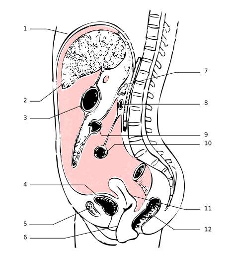 Le péritoine est une membrane qui entoure de nombreux organes. 1 : diaphragme - 2 : foie - 3 : estomac - 4 : vessie - 5 : os pubien - 6 : vagin - 7 : pancréas - 8 : duodenum - 9 : côlon transverse - 10 : intestin grêle - 11 : utérus - 12 : rectum. © Wikimedia Commons