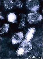 Virus de la grippe aviaire(Crédits : CORDIS)