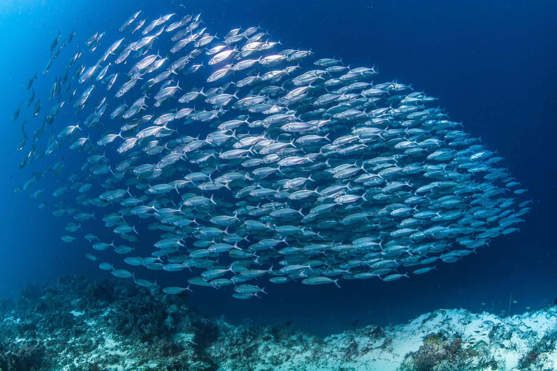 Impactées par leur environnement, les sardines rétrécissent en Méditerranée
