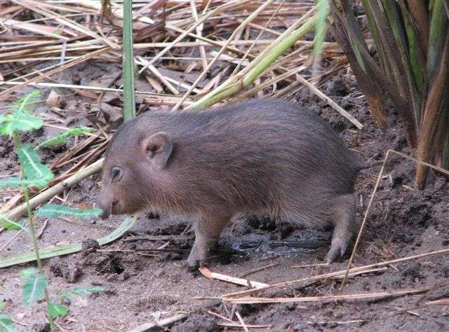 Le plus petit et le plus rare cochon du monde réintroduit dans la nature