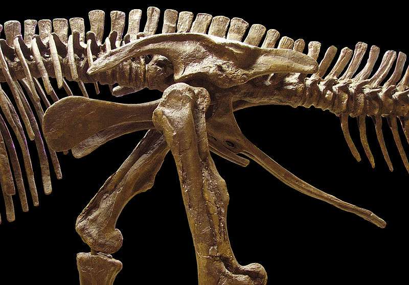 L'Edmontosaurus était un ornithischien. Pour preuve, le pubis de ce dinosaure herbivore était orienté vers l'arrière, parallèlement à l'ischion. Ces deux os sont visibles sous l'animal, à la droite des pattes. © Ballista, Wikimedia Commons, cc by sa 3.0