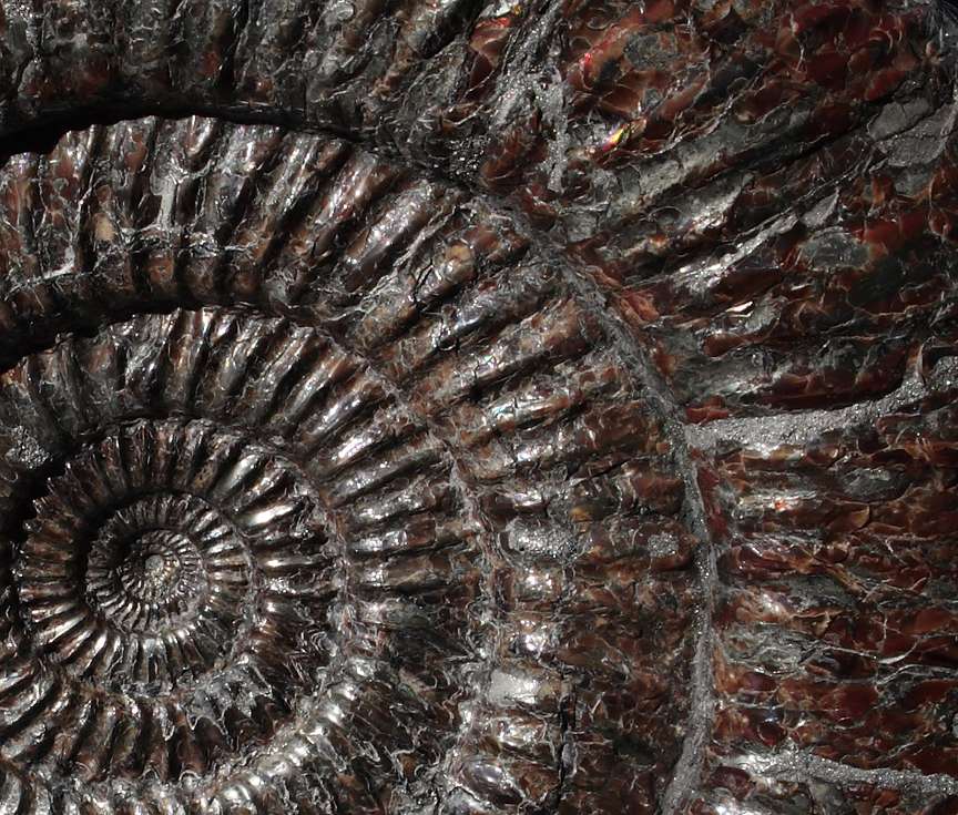 Définition | Ammonite | Futura Planète