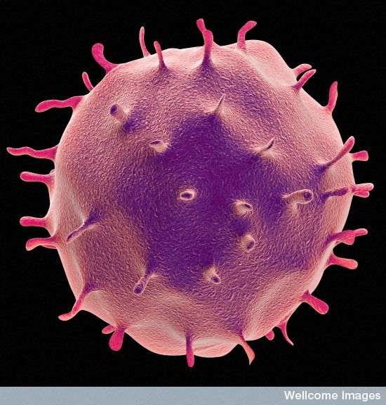 Définition | Plasmocyte - Cellule plasmatique - Plasmatocyte