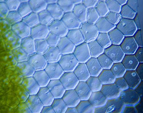 Definition Microscope A Illumination Oblique Futura Sante Definition Microscope A Illumination Oblique Futura Sante