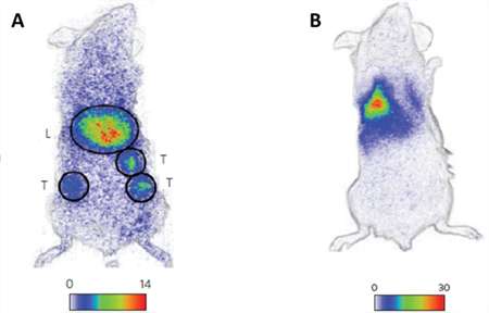 Des chercheurs du CNRS ont mis au point des nanoparticules à luminescence persistante capables de stocker puis d’émettre un signal de luminescence pendant plusieurs heures. Grâce à elles, ils ont pu imager in vivo la présence de tumeurs marquées (partie A : L et T représentent les endroits où se trouvent les cellules cancéreuses) et suivre le déplacement de macrophages fluorescents (partie B : les cellules sont localisées au niveau des poumons). © UTCBS