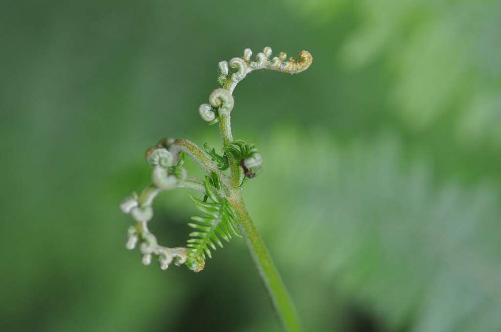Les ptéridophytes, dont font partie les fougères, forment un groupe monophylétique appartenant à la lignée verte. © Fourrure, Flickr, cc by sa 2.0