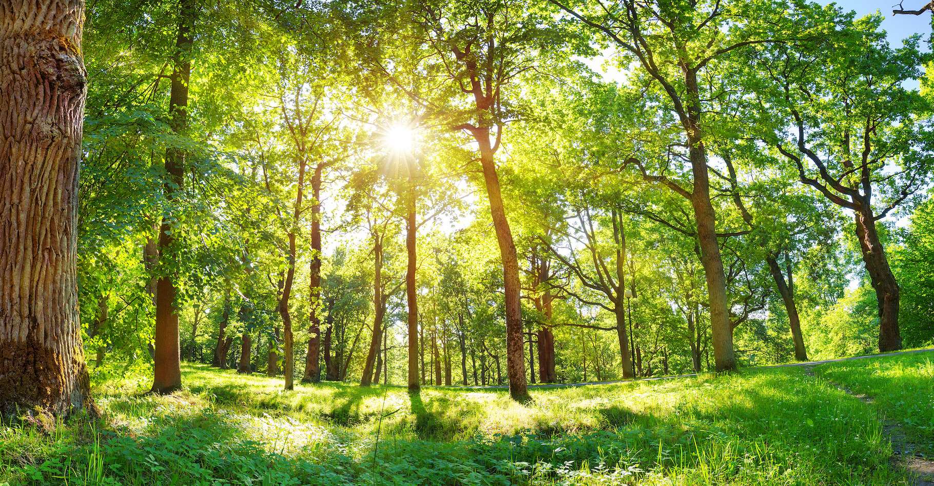 elles ne peuvent pas s’adapter au rythme fou du réchauffement climatique elles ne peuvent pas s’adapter au rythme fou du réchauffement climatique