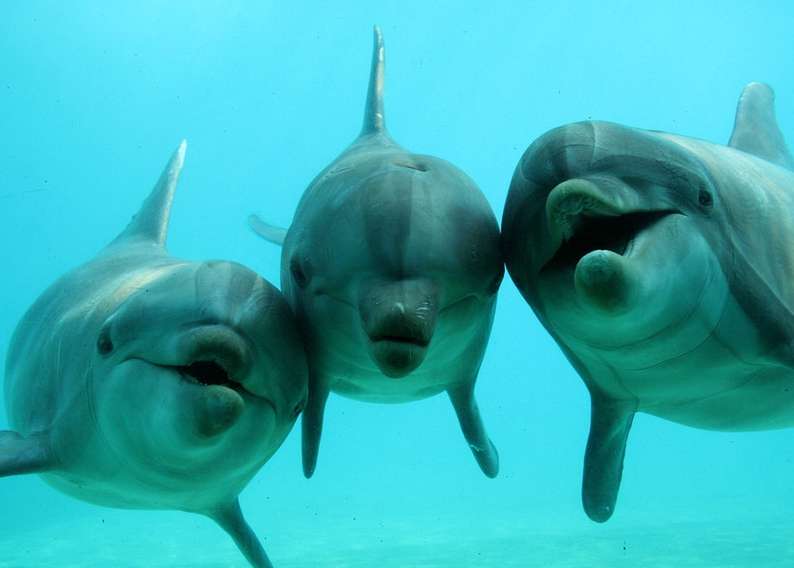 Le grand dauphin, qui vit dans tous les océans tempérés et tropicaux, est capable d'imiter d'autres cétacés. © Planète Sauvage 2011