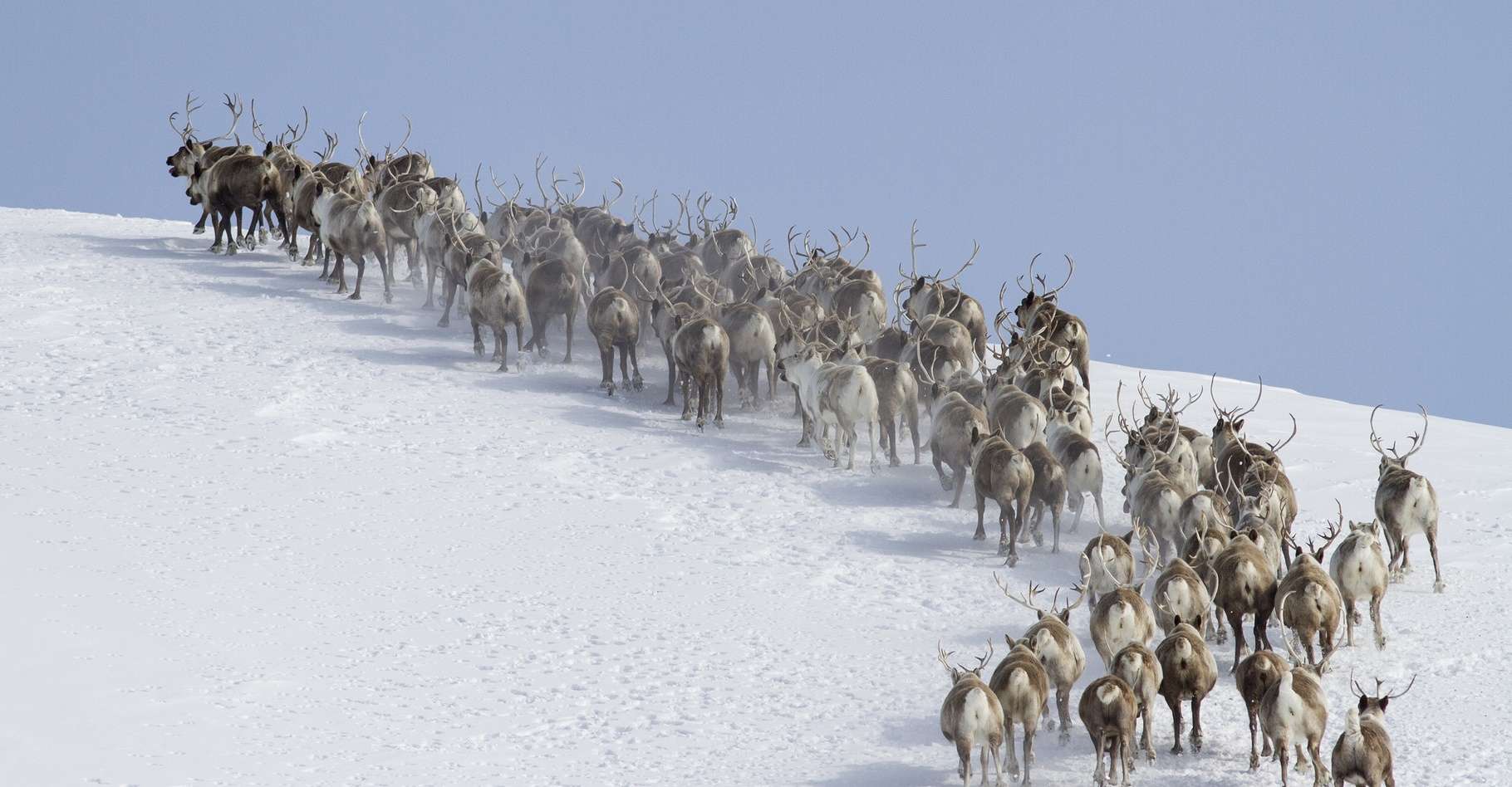 кружение оленей. гипнотические круги оленей. почему олени бегают по кругу всем стадом. стадо оленей. почему олени бегают по кругу всем стадом.