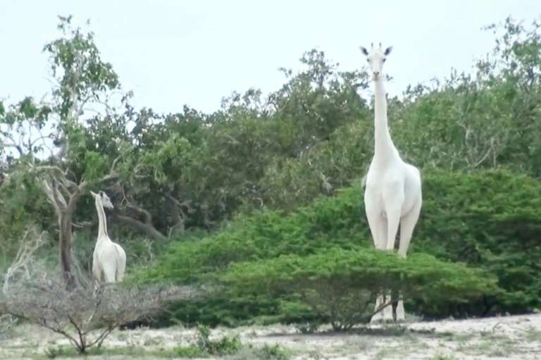 L'unique girafe blanche femelle au Kenya a été tuée par des braconniers