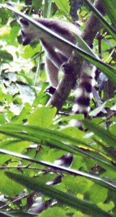 Lémurien (Lemur catta)