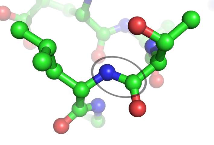 Les liaisons peptidiques (entre un azote en bleu et un carbone en vert) sont hydrolysées par les protéases. © Webridge, Wikimedia, CC by-sa 3.0