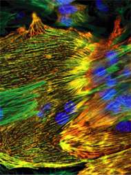 Sur leur film de polymère, les cellules de muscle cardiaque suivent les motifs dessinés à l’aide de fibronectine. © Science