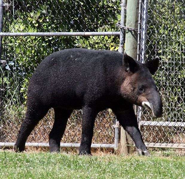 Définition Tapir De Montagne Tapir Pinchaque Tapir