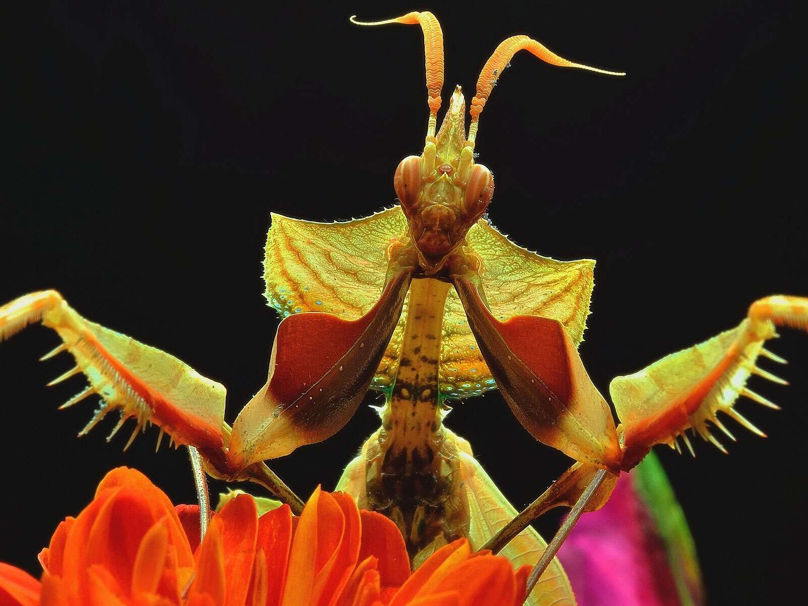 Mantis du diable la plus grande espèce de mante religieuse