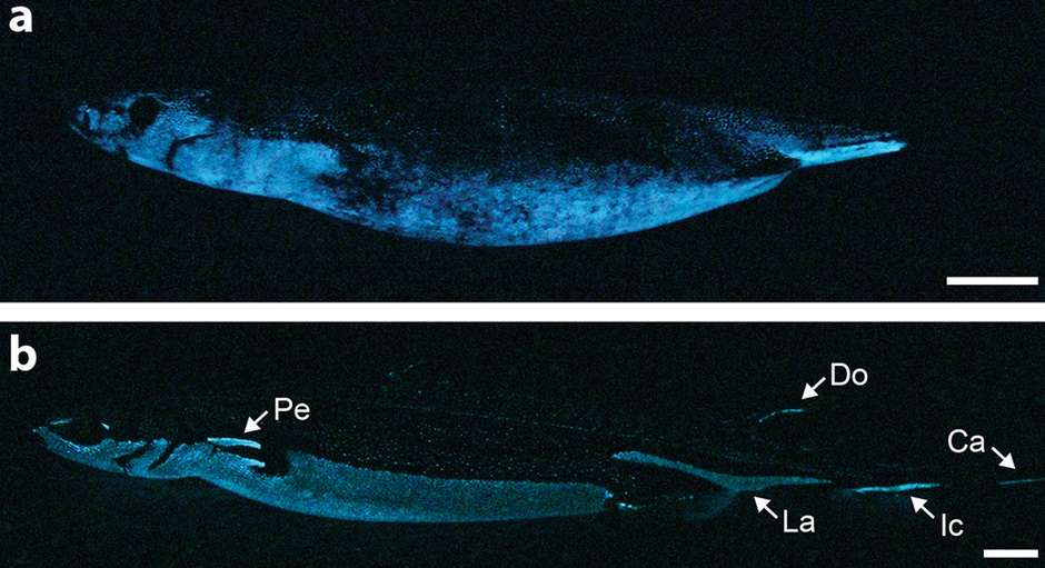 https://cdn.futura-sciences.com/buildsv6/images/largeoriginal/5/9/6/59674ada92_58528_photophores-requins-lumineux.jpg