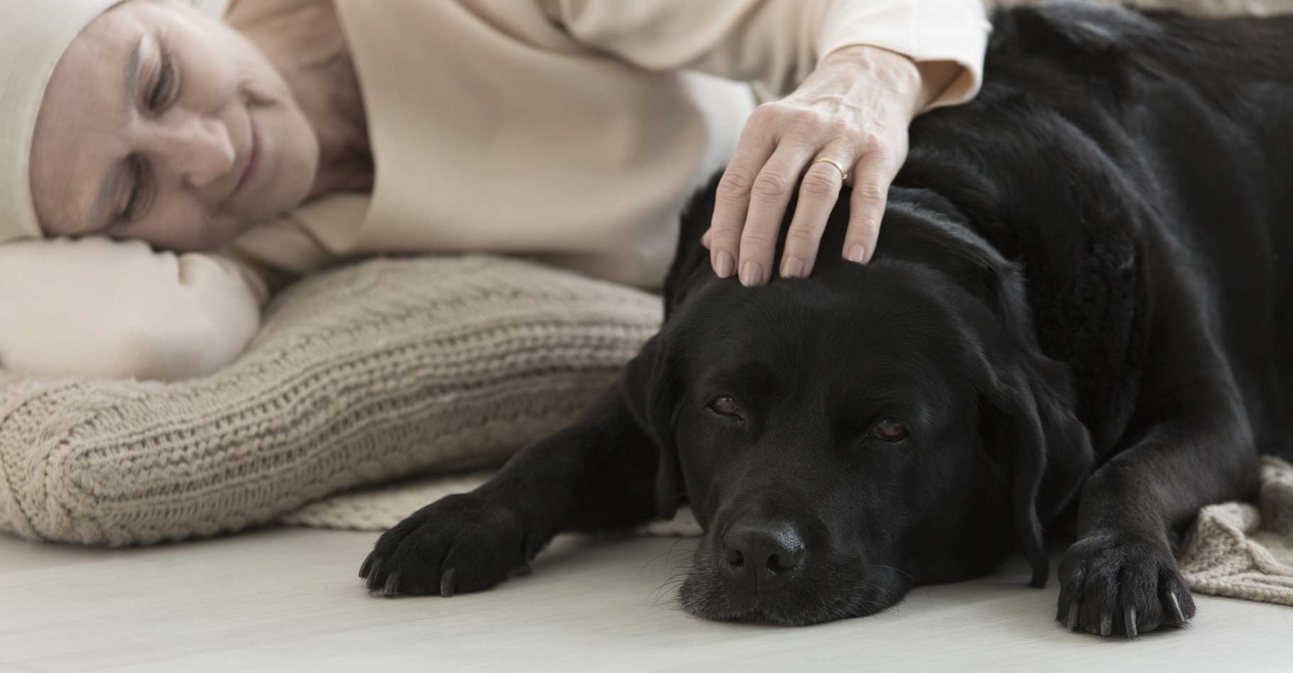 Les chiens sont capables de détecter un cancer avec 97 % de fiabilité