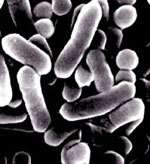 Découverte d'un mécanisme de défense face aux bactéries Listeria moncytogenes