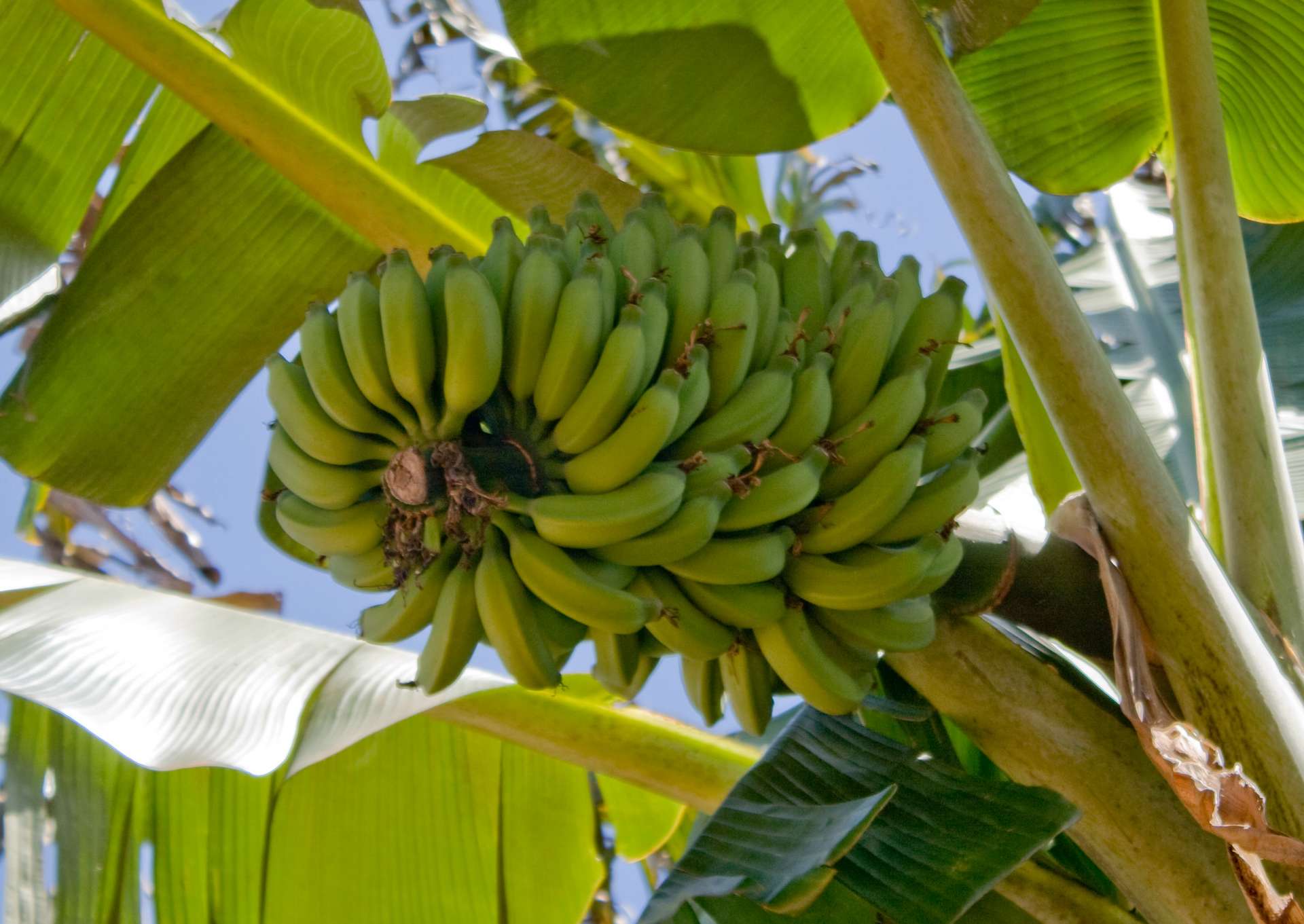 Где растут бананы дерево. Банановая Пальма. Банановое дерево. Банан Кавендиш карликовый. Банан рослина Африка.