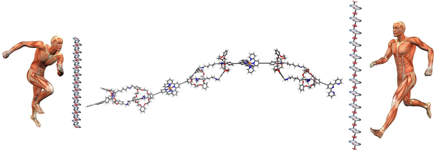 Gauche et droite : principe de la contraction et de l'extension d'une chaîne polymère télescopique fondée sur l'association supramoléculaire de milliers de nanomachines. Une liaison supramoléculaire est une interaction entre différentes molécules qui ne repose pas sur la liaison chimique traditionnelle dite « covalente » mais sur d'autres types d'interactions dites « faibles », constituant ainsi des édifices moléculaires complexes. Centre : modèle moléculaire de trois nanomachines liées entre elles au sein de la chaîne polymère. © Wiley-VCH Verlag GmbH & Co.KGaA