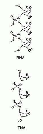 Une nouvelle méthode pour étudier les molécules individuelles Représentation du squelette sucre-phosphate d'une molécule d'ARn et d'ATN.