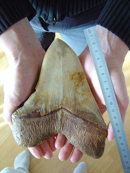 Cette dent de mégalodon a été découverte en 2011 dans le désert d'Atacama, au Chili. Elle mesure 13 cm à sa base, pour 18 cm de diagonale. Elle date du Miocène. © Lonfat, Wikimedia Commons, DP