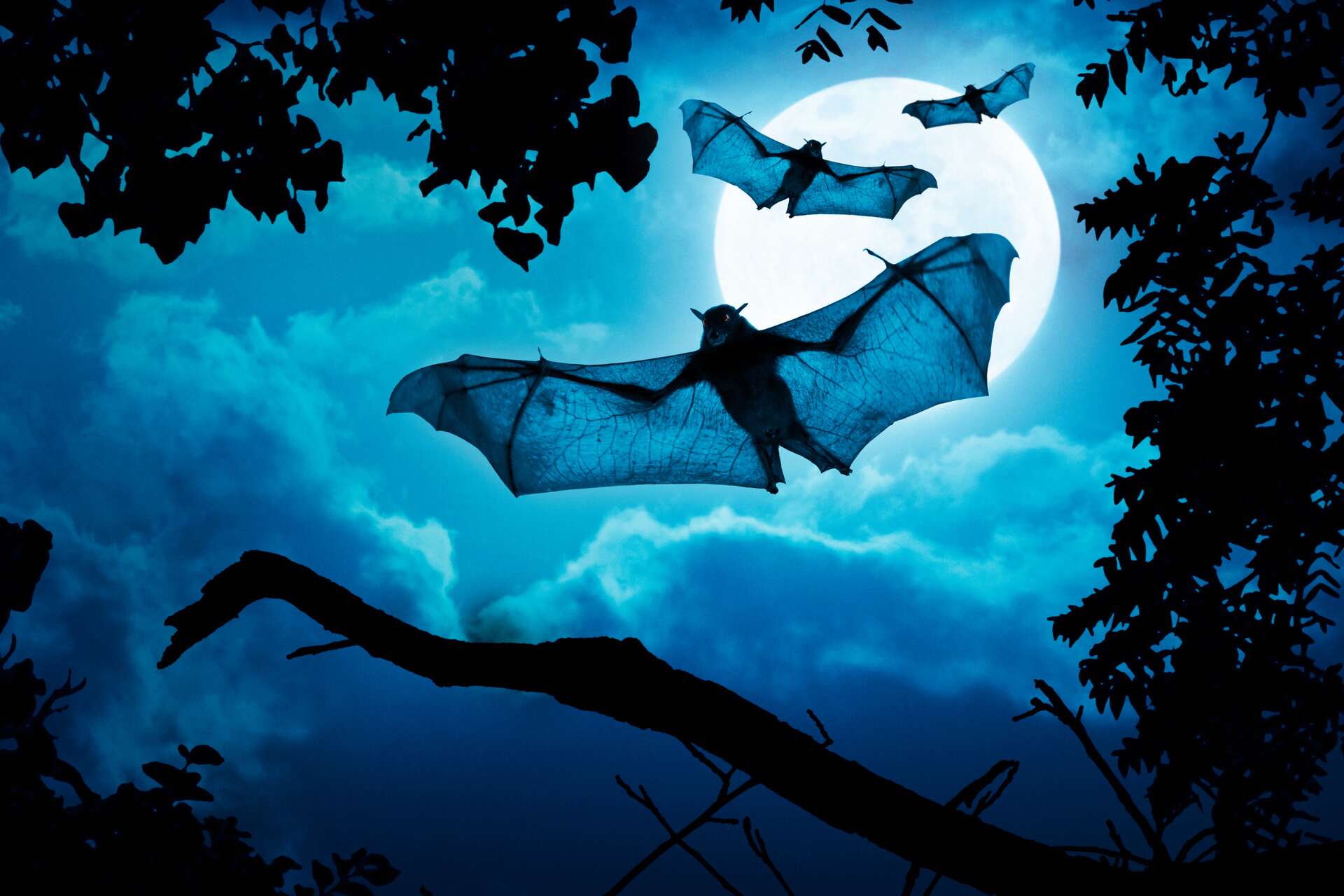 луна и летучие мыши. летучая мышь красивая. полет летучей мыши. летучая мышь всю ночь порхает над лесными. смешная летучая мышка.