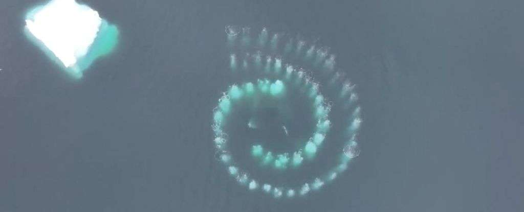 Une étrange spirale de bulles formée dans les eaux de l'Antarctique par des baleines