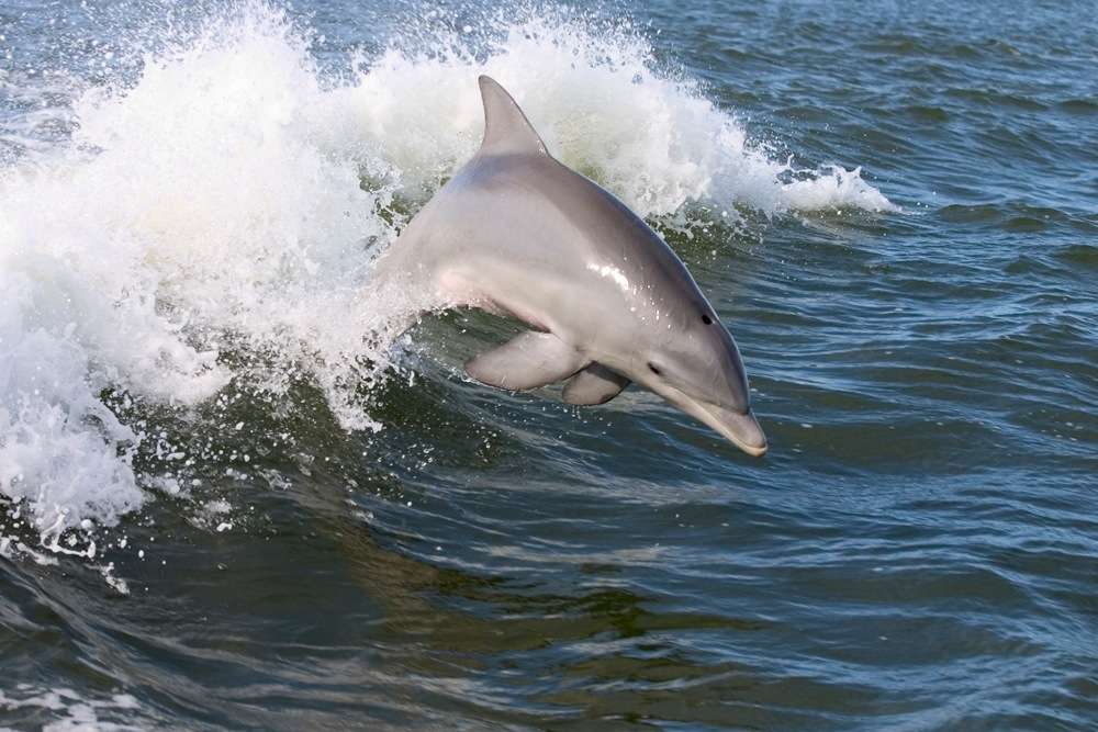 Classification Des Cetaces Les Odontocetes Dossier Classification Des Cetaces Les Odontocetes Dossier