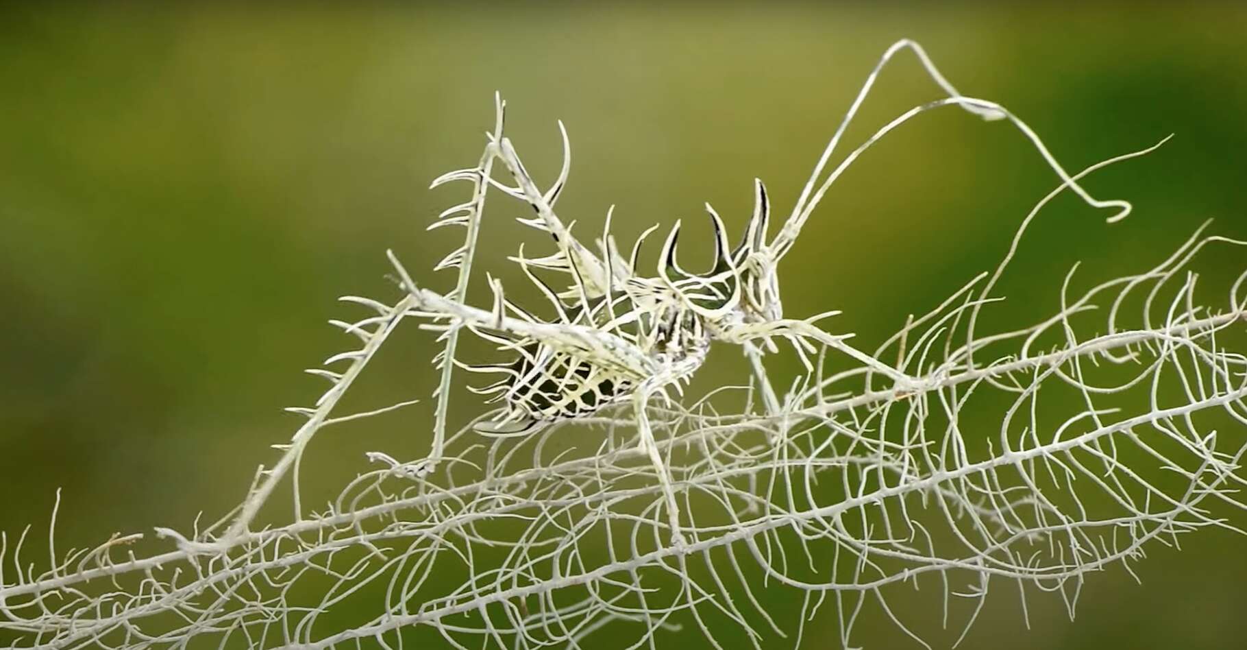 Un Locust a nivel experto de camuflaje.