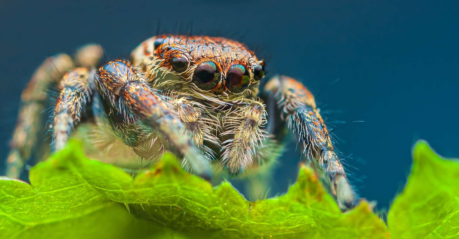 Nos araignées sont en danger et ce n'est pas une bonne nouvelle