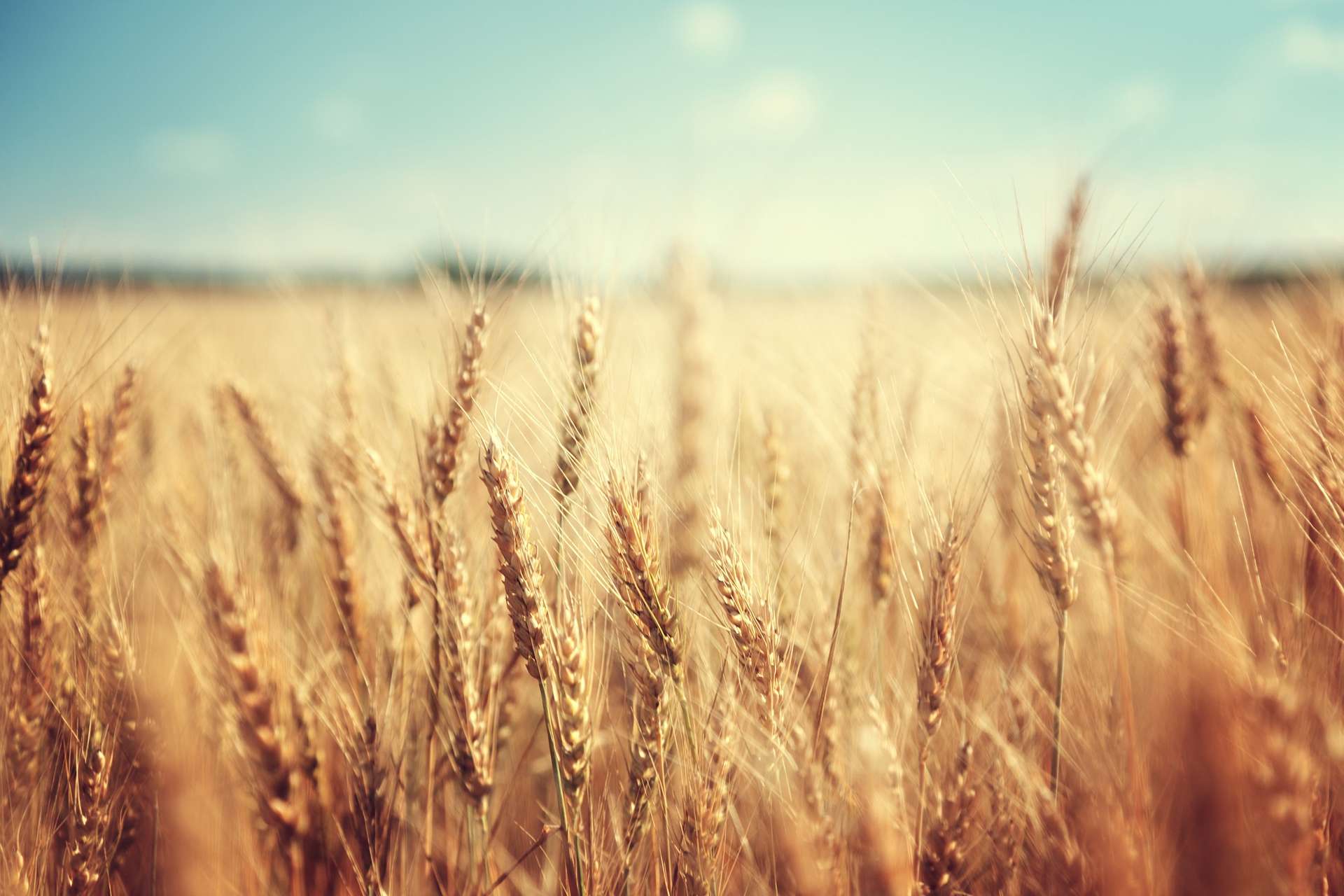 Científicos crean trigo que resiste la sequía