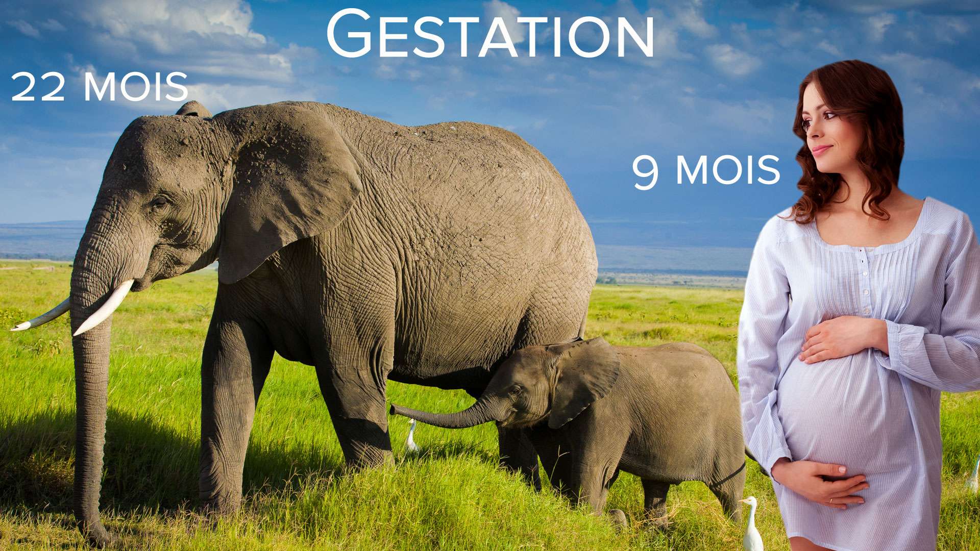 Gestation : l’éléphant, ça dure énormément - Photos Futura