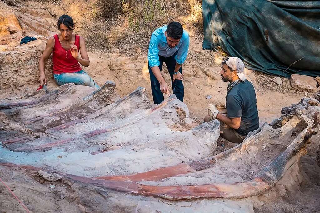 Un dinosaure géant avec des côtes de 3 m de long découvert au Portugal