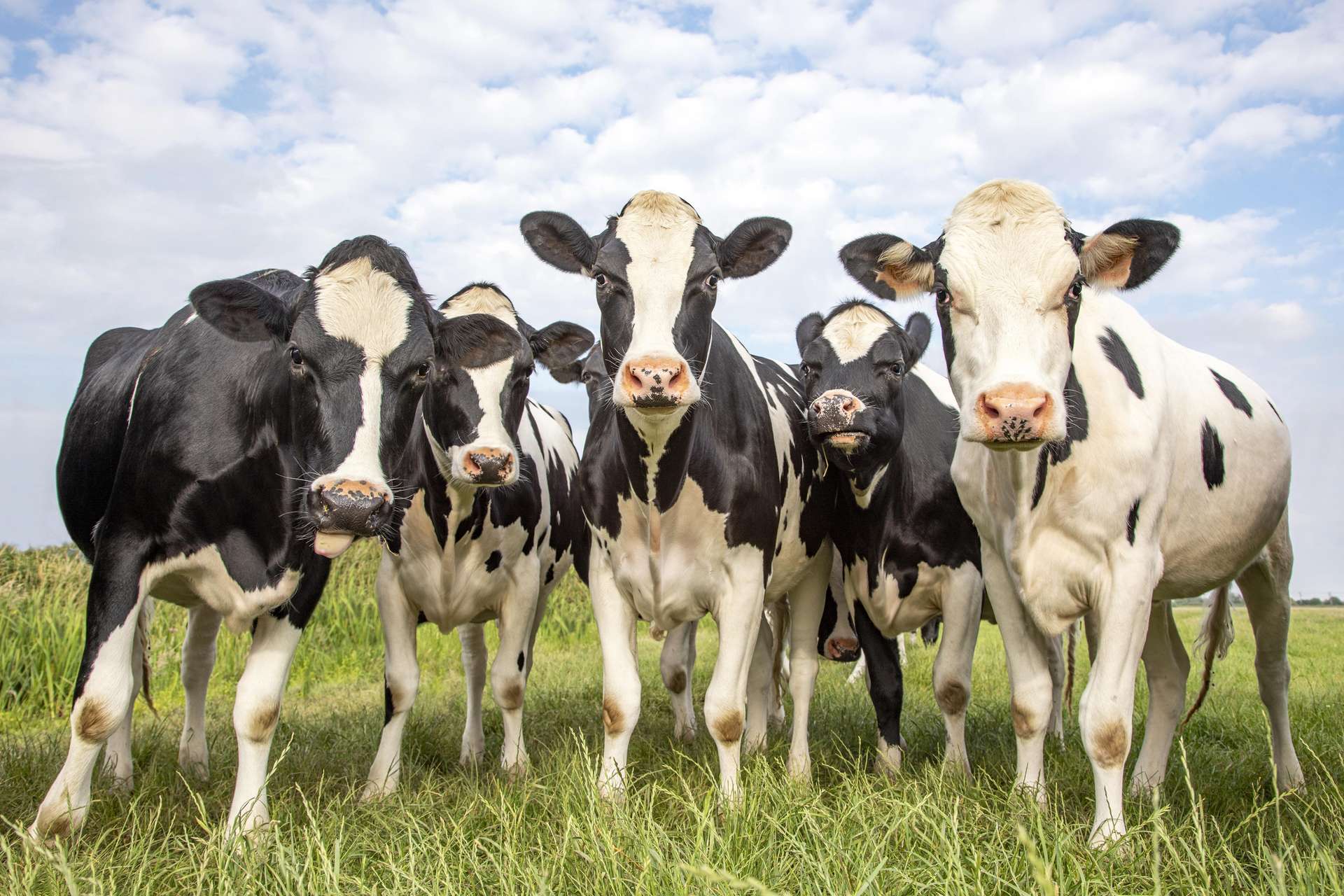 Breve La Symbolique De La Lechouille Chez Les Vaches