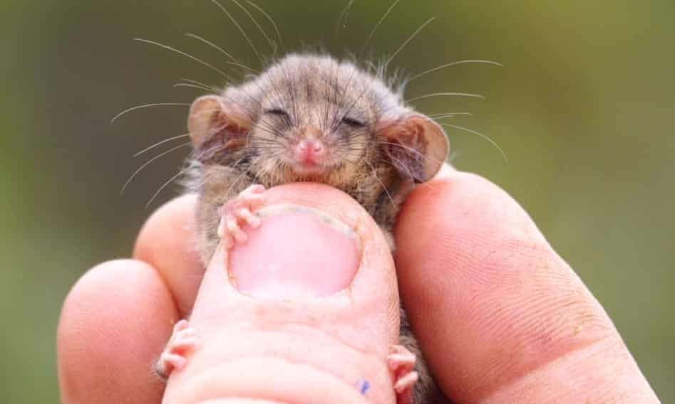 Étrangeté du vivant : cette miniscule créature a survécu aux incendies australiens