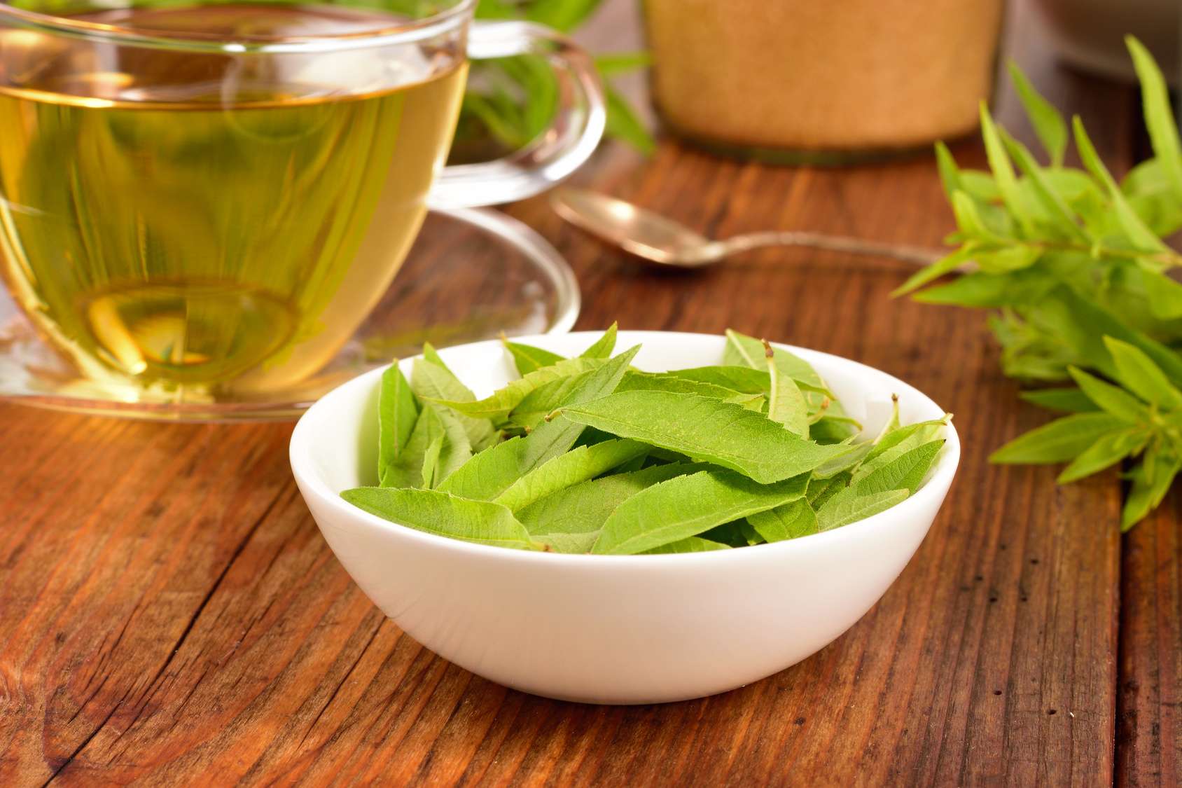 Définition Verveine officinale Verveine sauvage Veine de Vénus
