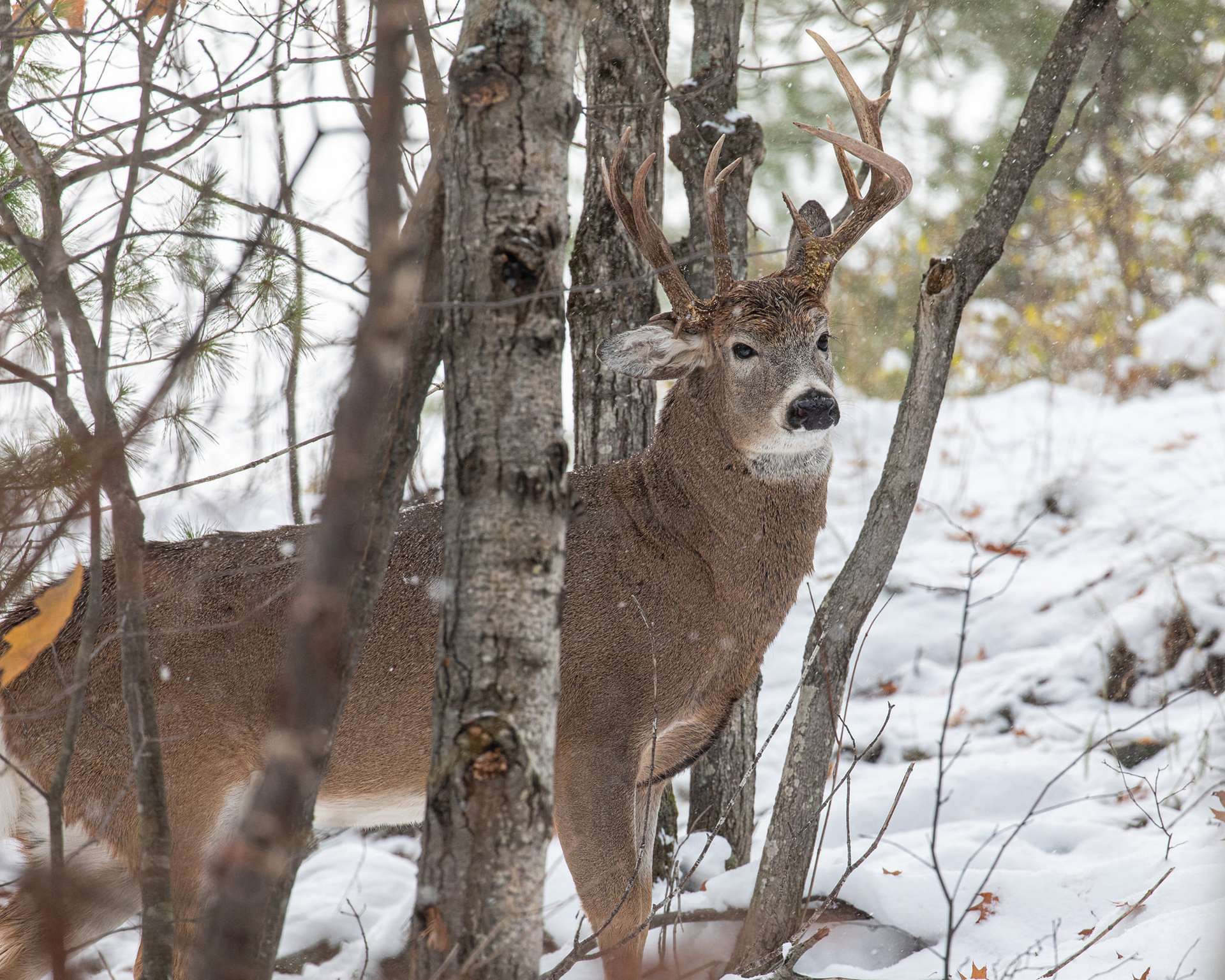 Steven Lindberg, un photographe amateur habitant dans le Michigan, a réalisé le cliché de ce très rare cas de cerf à trois bois. © Steven Lindberg, Facebook