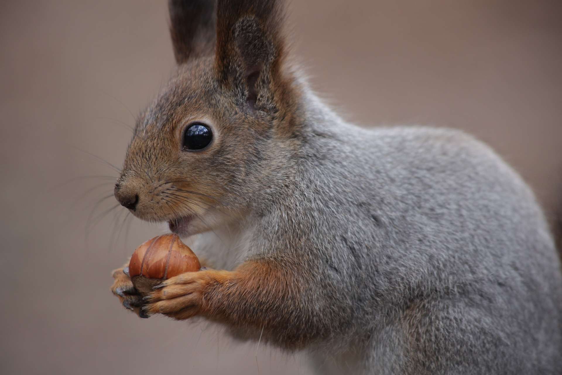 Comment attirer et nourrir les écureuils au jardin? - Matelma
