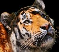 Dossier : les rencontres entre l’Homme et l'animal Voici Coto, un tigre de Sibérie, photographié au zoo de Zurich. © Tambako the Jaguar, Flickr, cc by nd 2.0