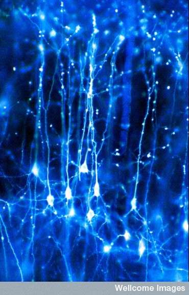 Dans le cerveau adulte, les néoneurones contribuent à la formation de nouvelles cellules du cerveau et permettent la mise au point de neurones, regroupés en réseau, qui peuvent alors devenir efficaces. © Jonathan Clarke, Wellcome Images, Flickr, cc by nc nd 2.0