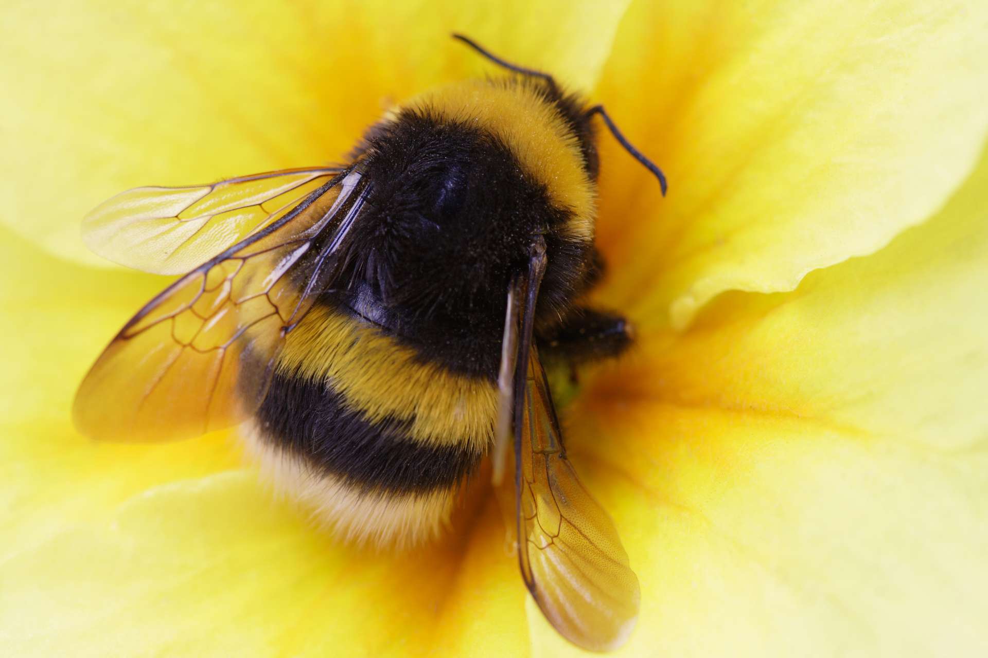 Les Bourdons Mordent Les Plantes Pour Les Faire Fleurir Les Bourdons Mordent Les Plantes Pour Les Faire Fleurir
