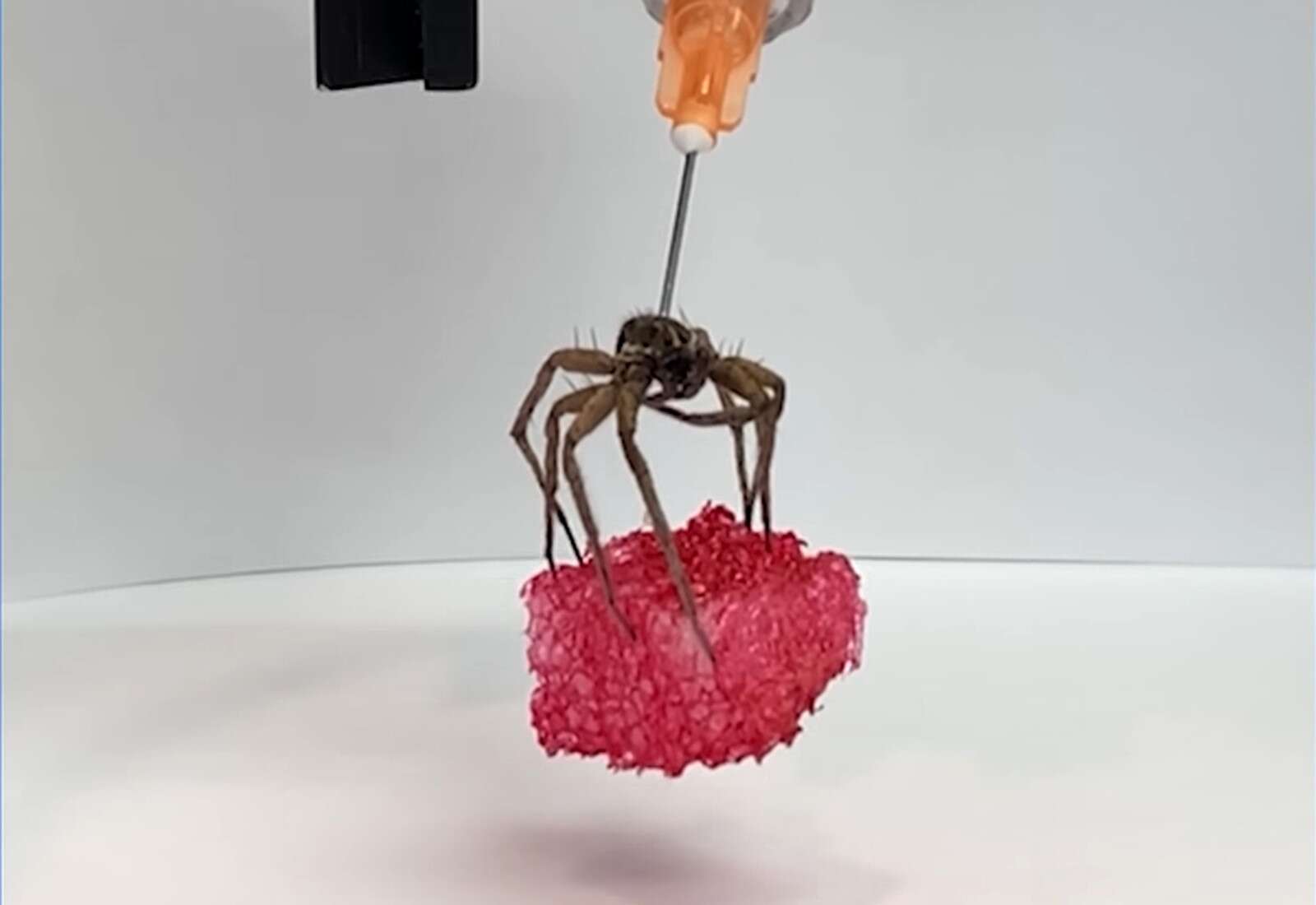 Nekrobotyka, czyli koszmarna sztuka przekształcania martwych pająków w roboty
