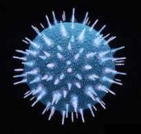 Sida : une nouvelle stratégie suscite l'espoir d'une vraie guérison Une nouvelle stratégie de lutte, indirecte, contre le virus du Sida montre des résultats très prometteurs. Crédits DR